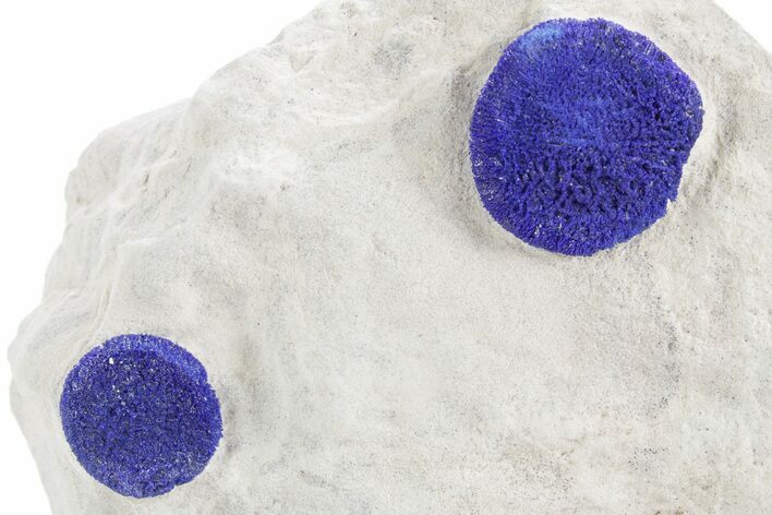Vibrant Blue Azurite Suns on Siltstone - Australia #361192